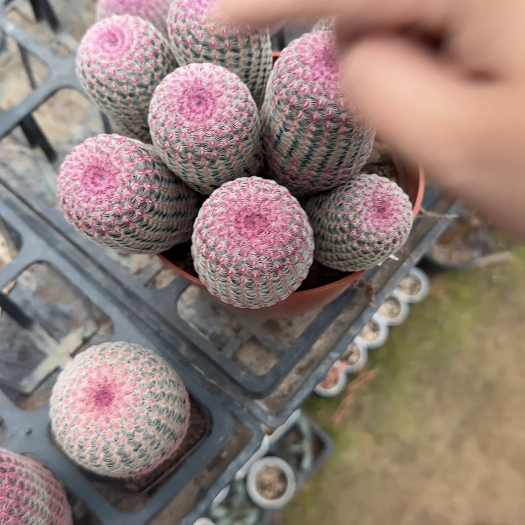 小***燕可口可乐了可口可乐