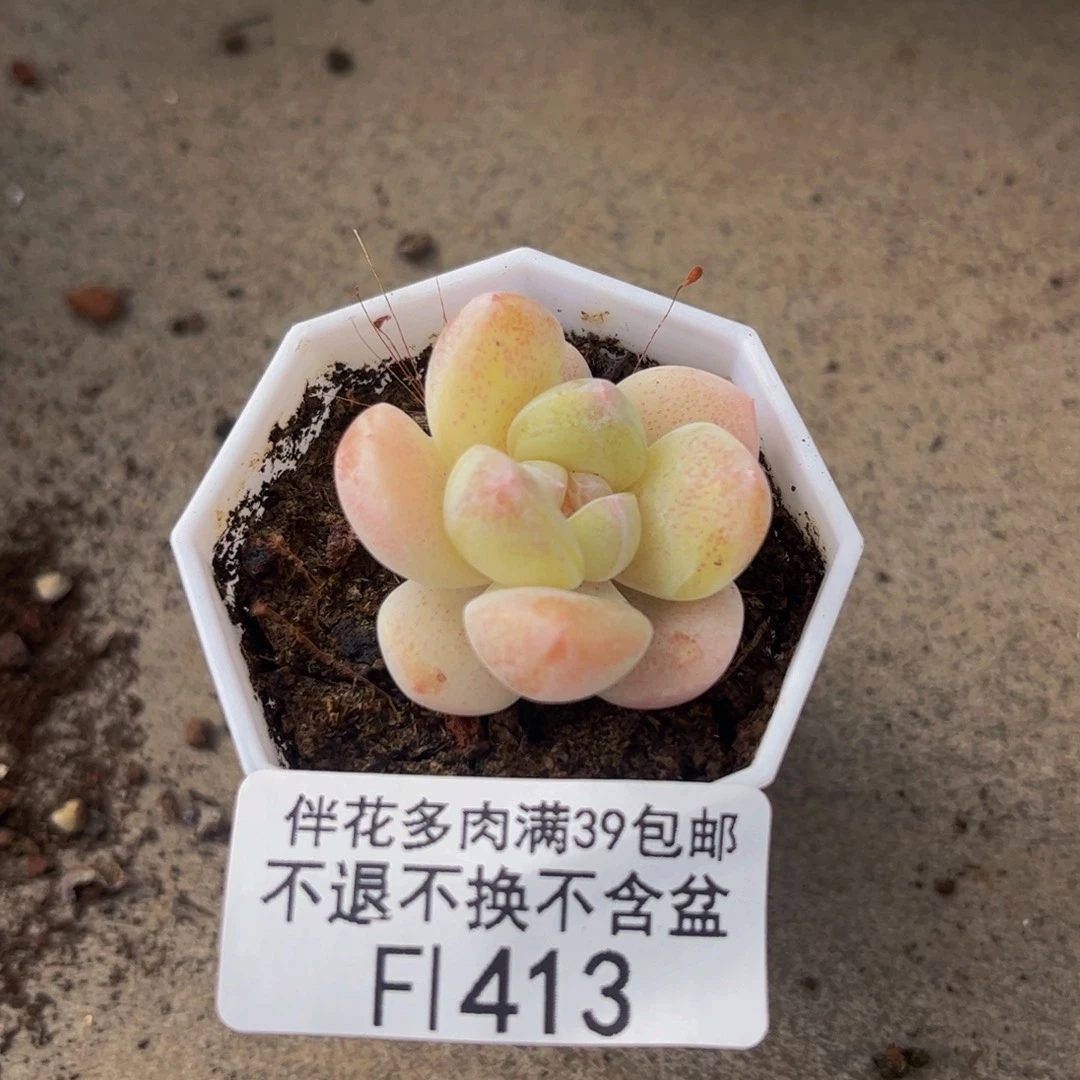 413-冰玉多肉3cm多肉