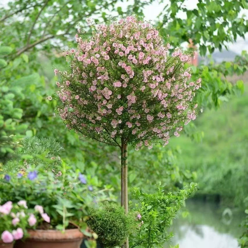 木槿棒棒糖庭院阳台耐热耐寒四季好养活开花植物