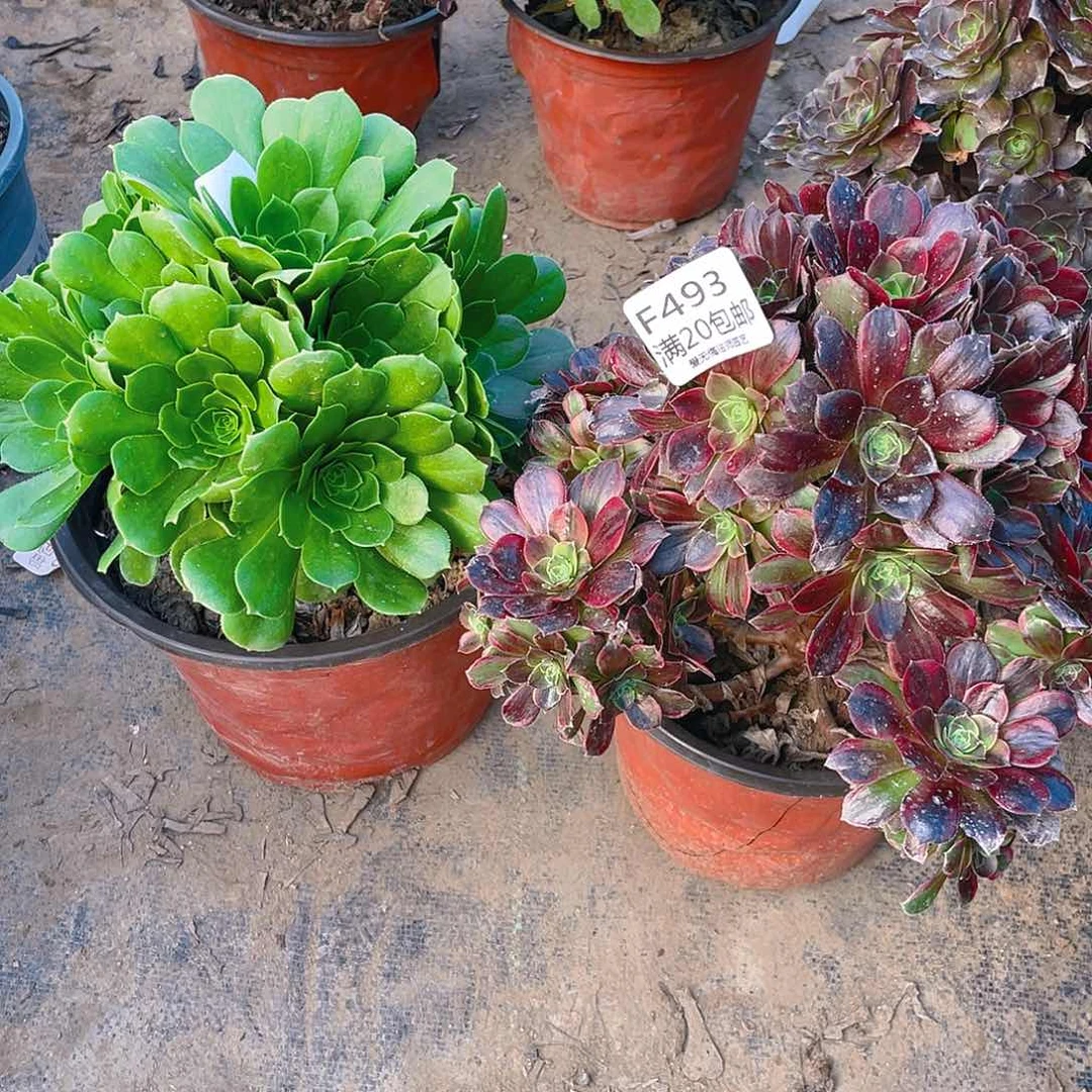 石*玲493组合多肉法师有伤