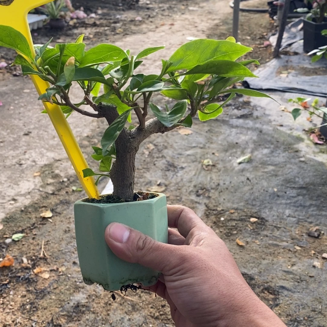 无花朵三角梅红樱D83