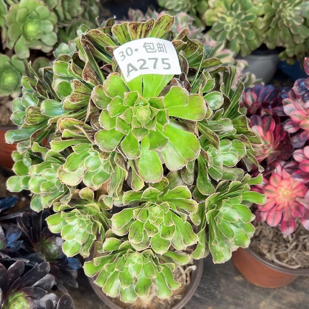 275 多肉法师不包侧枝