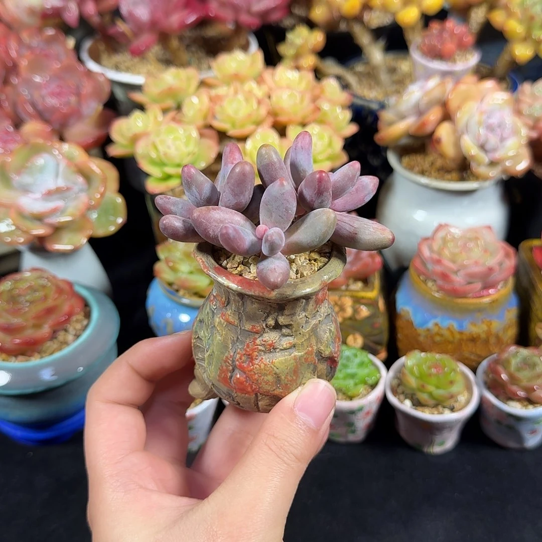 红手指7cm 带盆土发货满35包邮