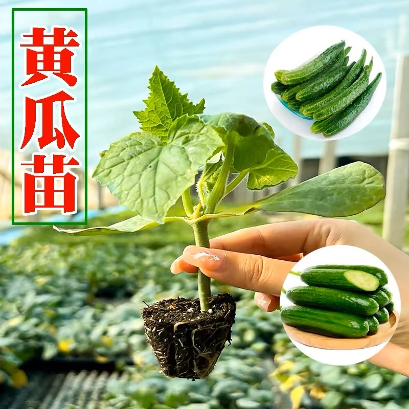 水果黄瓜苗大绿黄瓜青瓜旱黄瓜苗盆栽四季小黄瓜苗秧苗阳台蔬菜苗