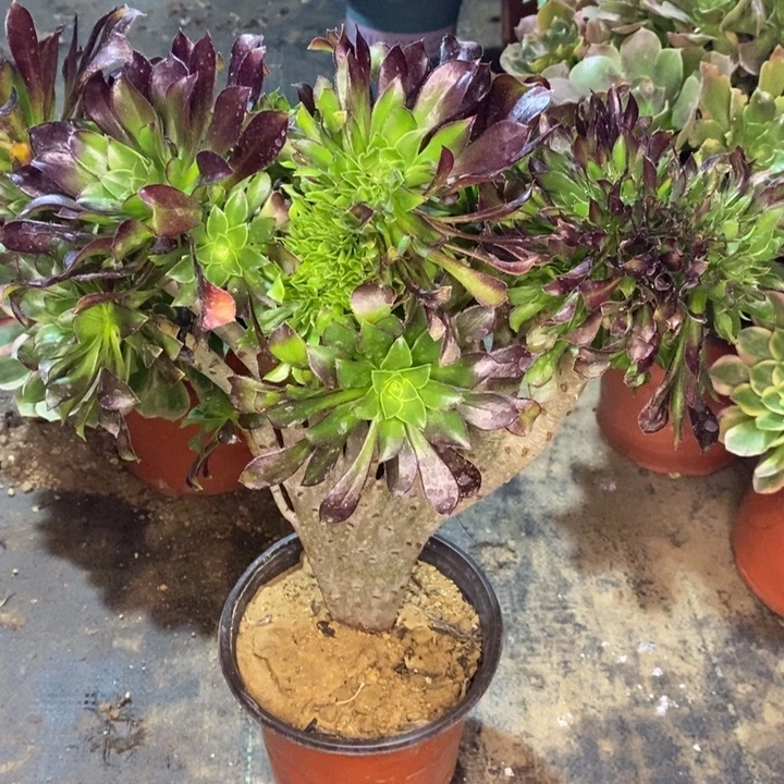 黑法缀多肉植物14。