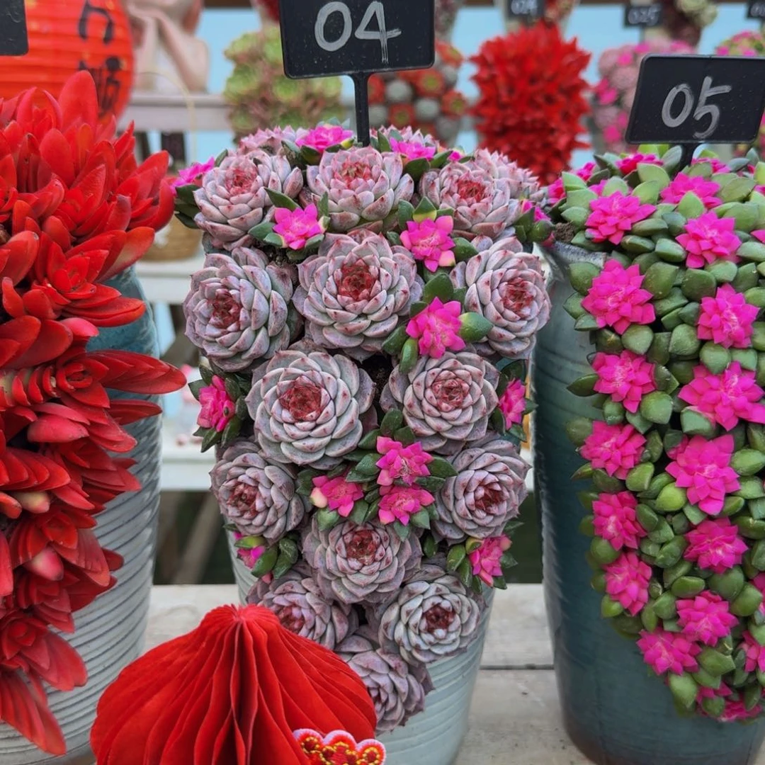 04天鹅绒景福利款