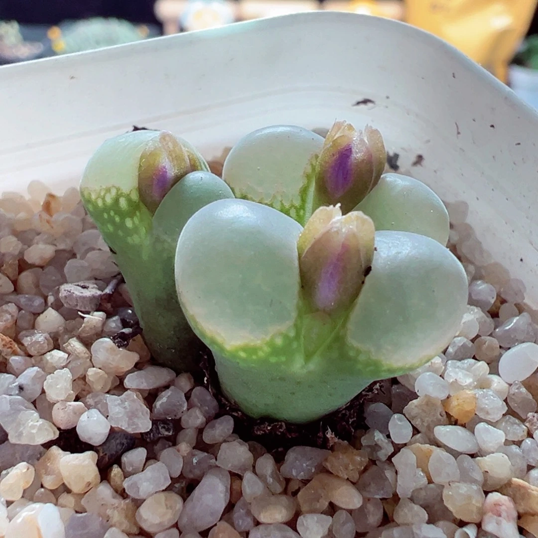 1026-320多肉多日透风铃