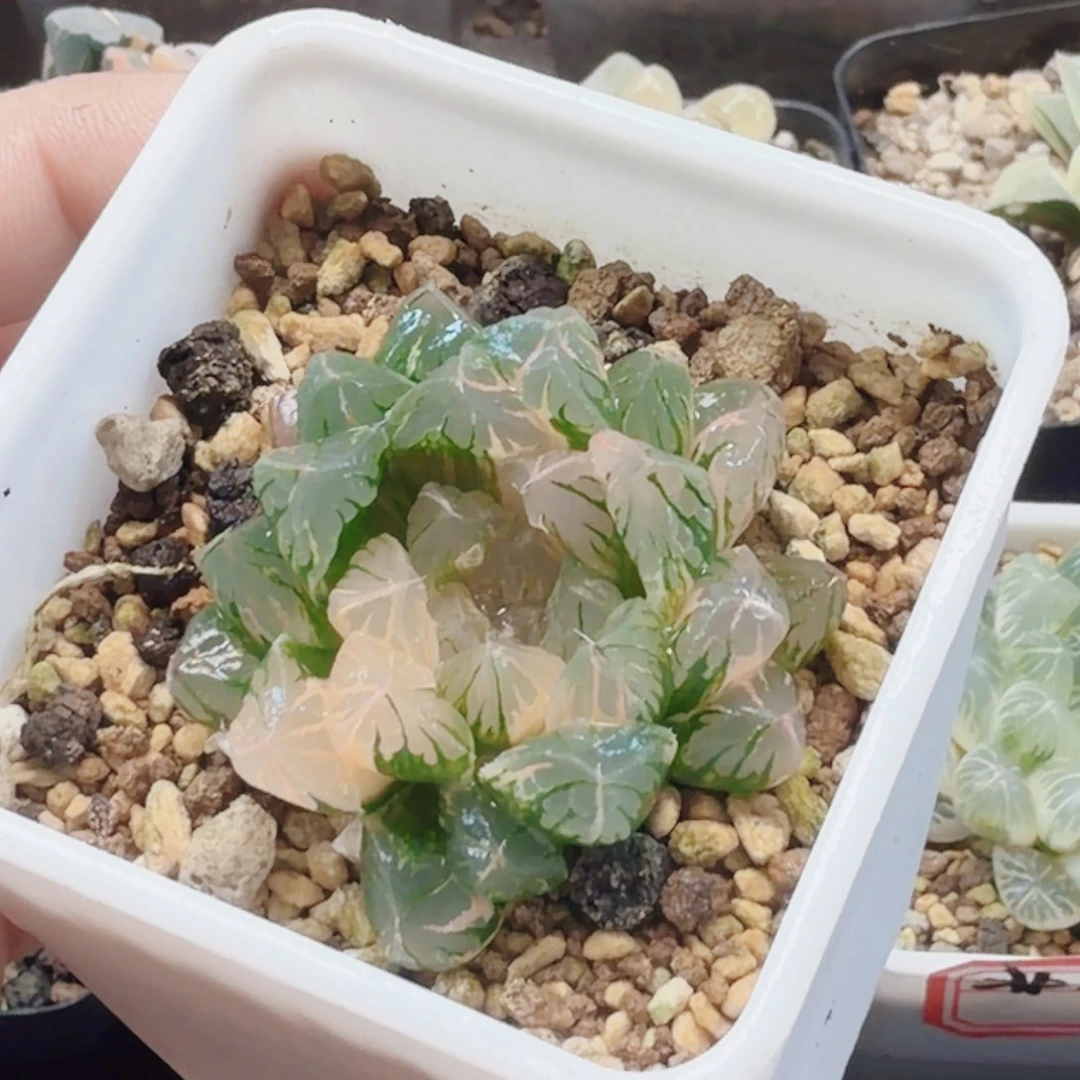 十二卷实生冰灯锦福利