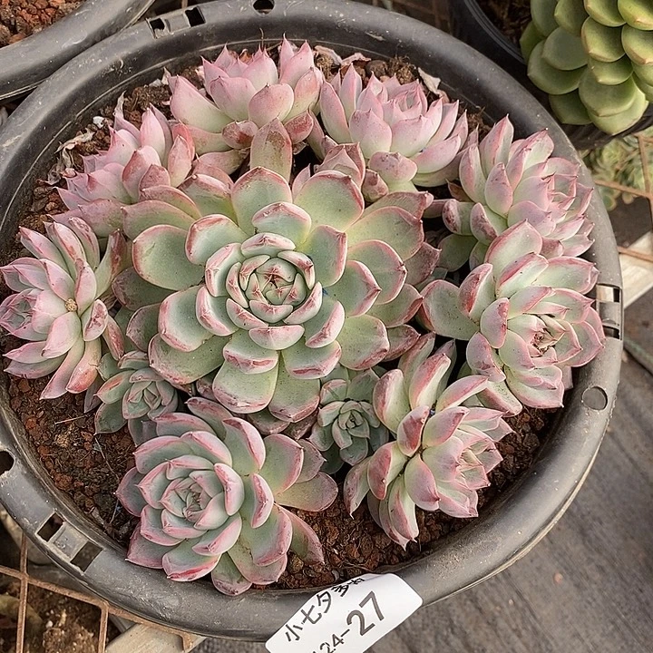 小七夕多肉黑天鹅27