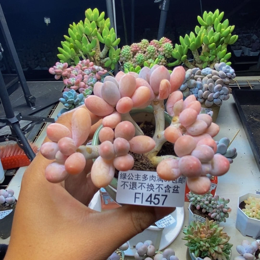 457香水手指奶多肉7cm