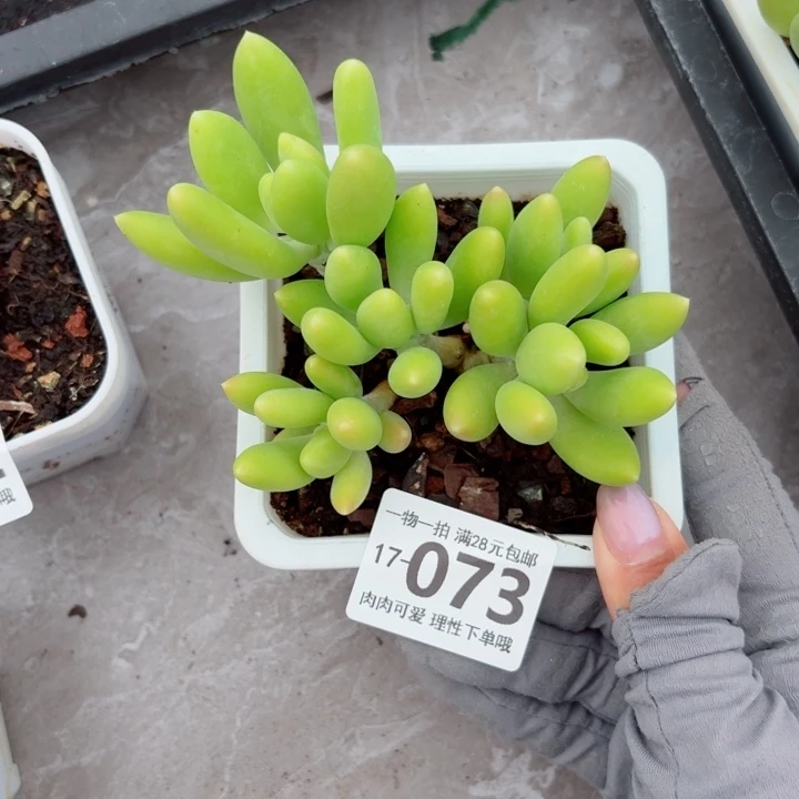 金蝉多肉无盆土发货多肉多