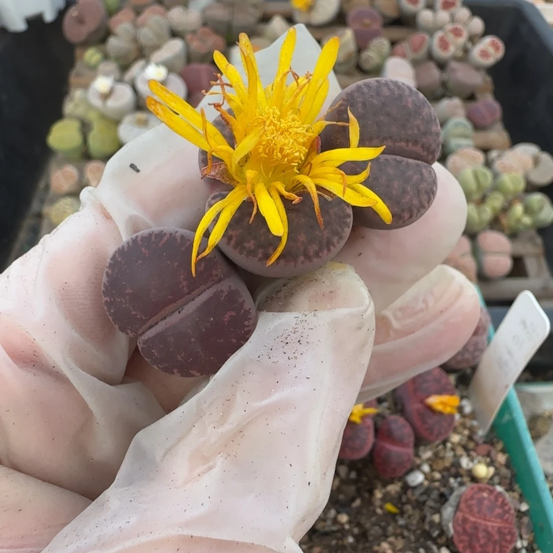 沐***。11.3。美美哒生石花母本。8088