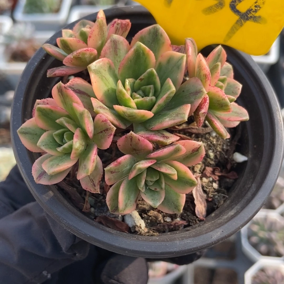 934甜茶锦多肉植物