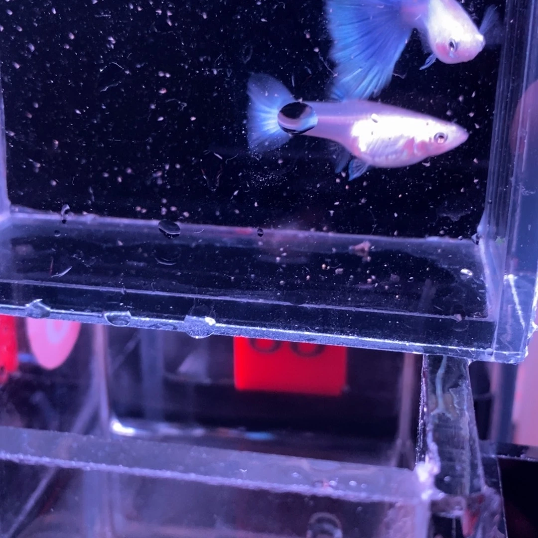 孔雀鱼紫霞仙子一对