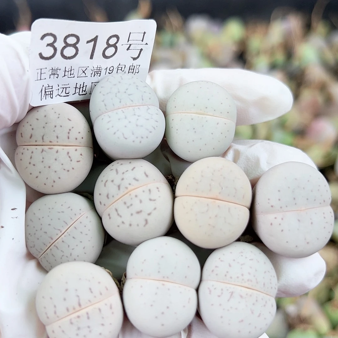 3818四年大白10个2cm左右