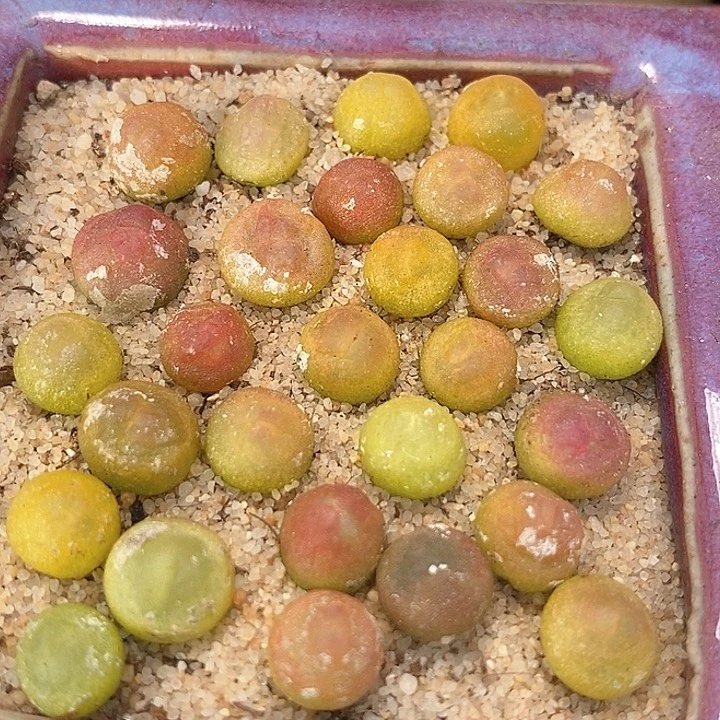 紫皮拉登一颗   0.6-0.8厘米