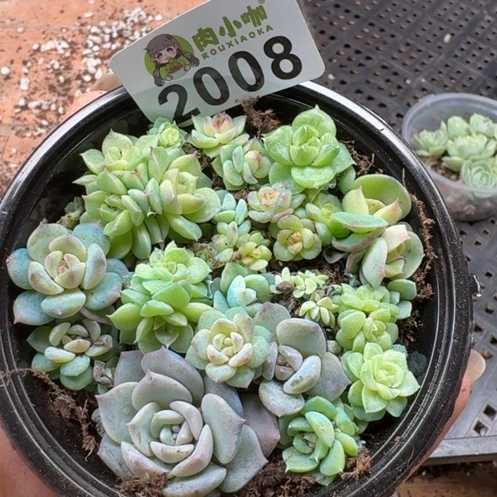 多肉植物多肉植物