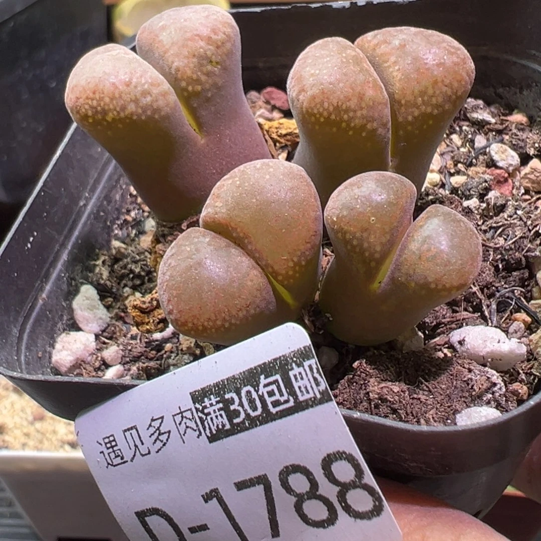 多肉植物111111111111