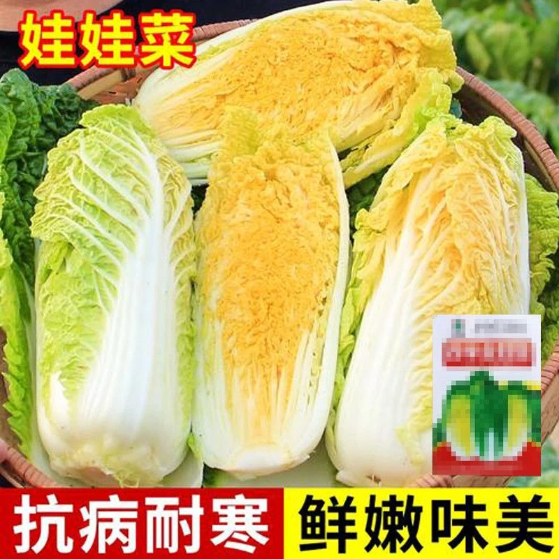 四季种植黄金娃娃菜种子春季阳台蔬菜种子大娃娃菜种籽春蔬菜种子