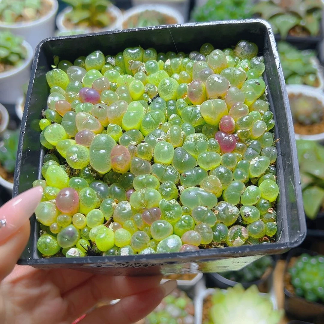 毛汉尼多肉多肉多肉多肉