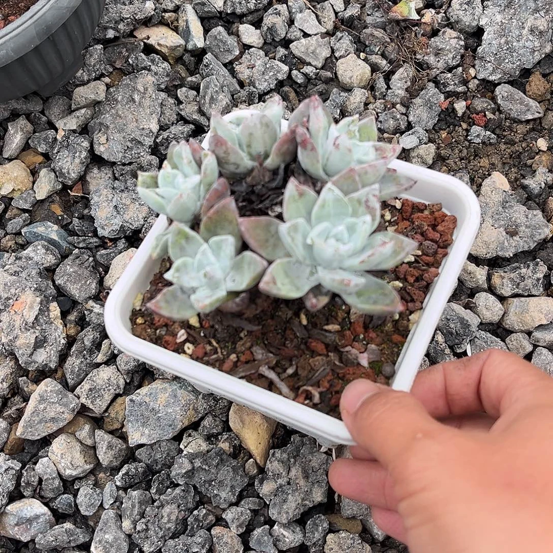 小鹿多肉一物一拍