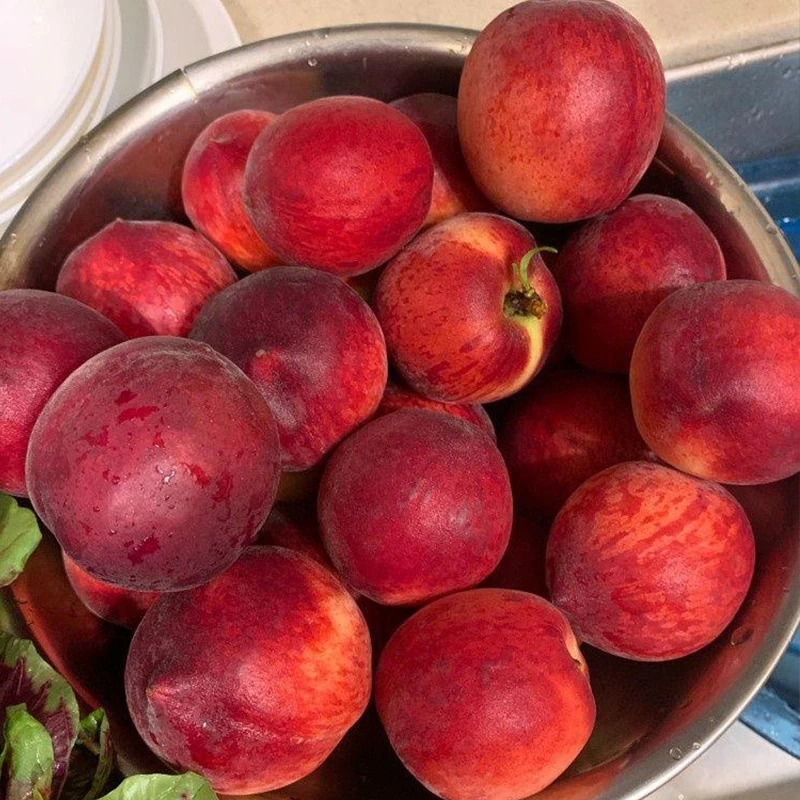【坏果包赔】山东蒙阴红血丝水蜜桃3/4.5斤装清甜多汁新鲜水果