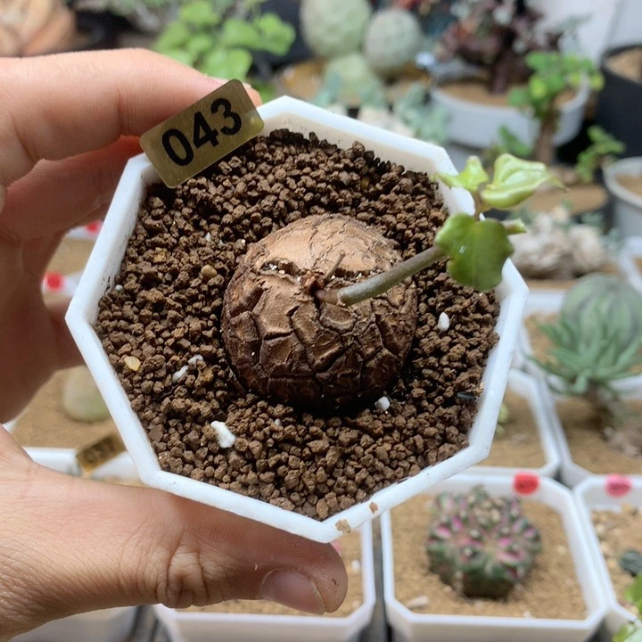 南非龟甲龙福利带盆043