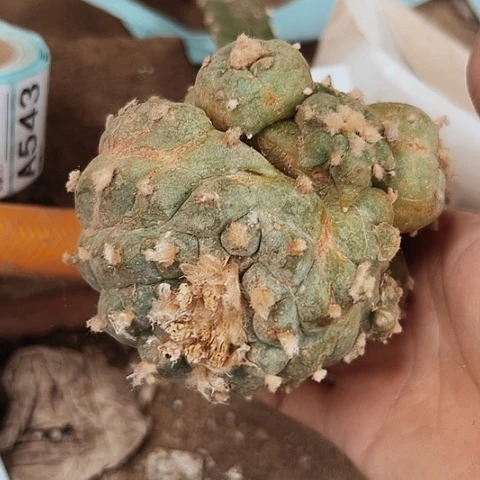 521清棚特价起售价格