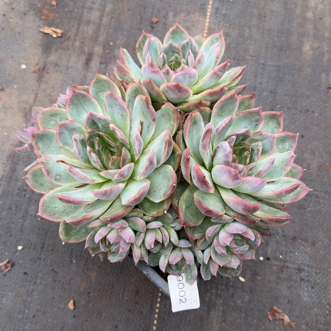 陌***开9002杂交多肉植物基地