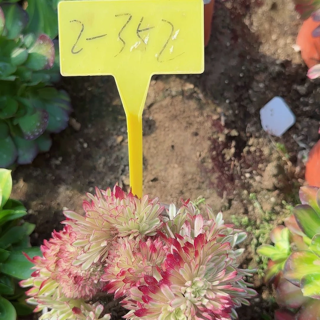 2-352---多头多肉植物