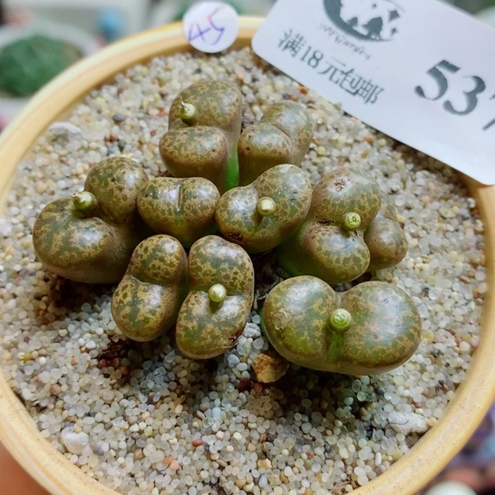 生石花花花花花花花花537