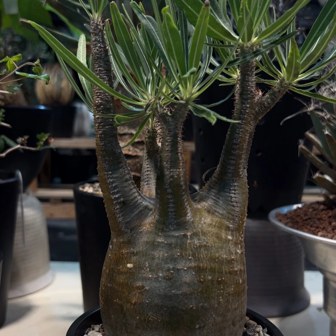 137象牙宫带盆发货植物9.2厘米