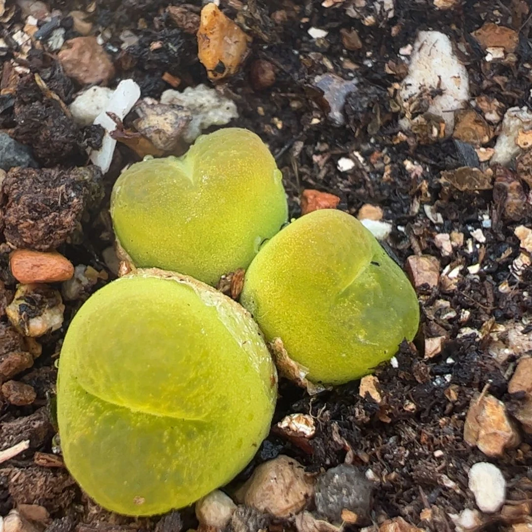 O泡群多肉植物百科