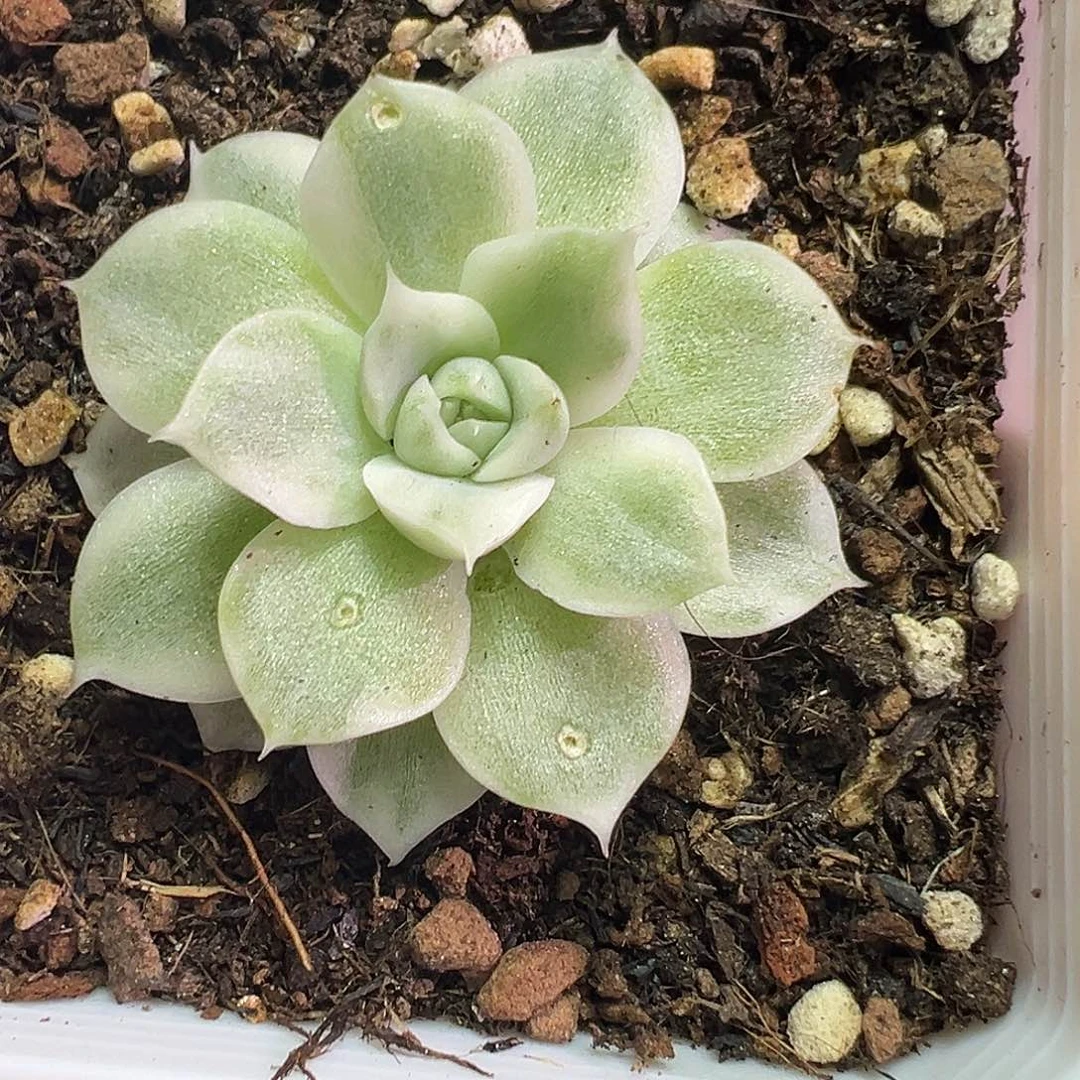 白麦秆锦多肉植物