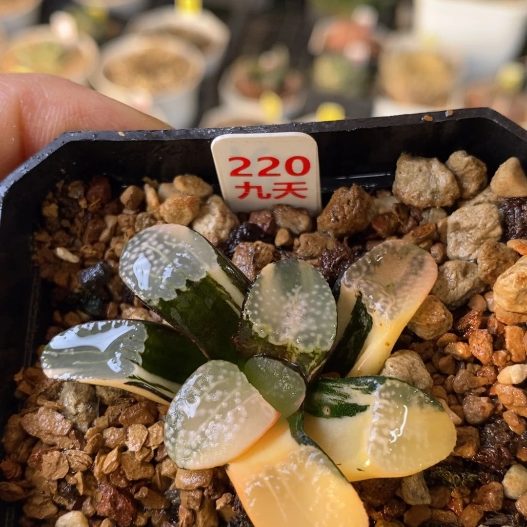 220号点点寿锦多肉