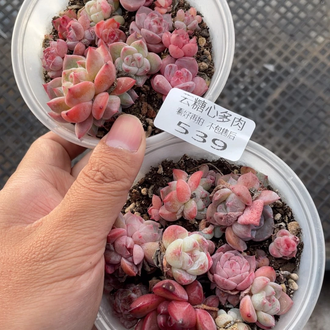 云糖心多肉植物539