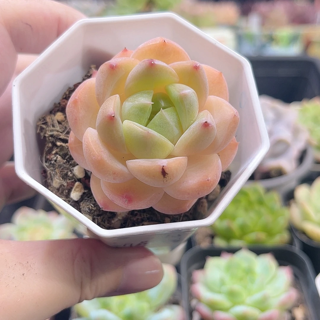 新品杂美丽的多肉