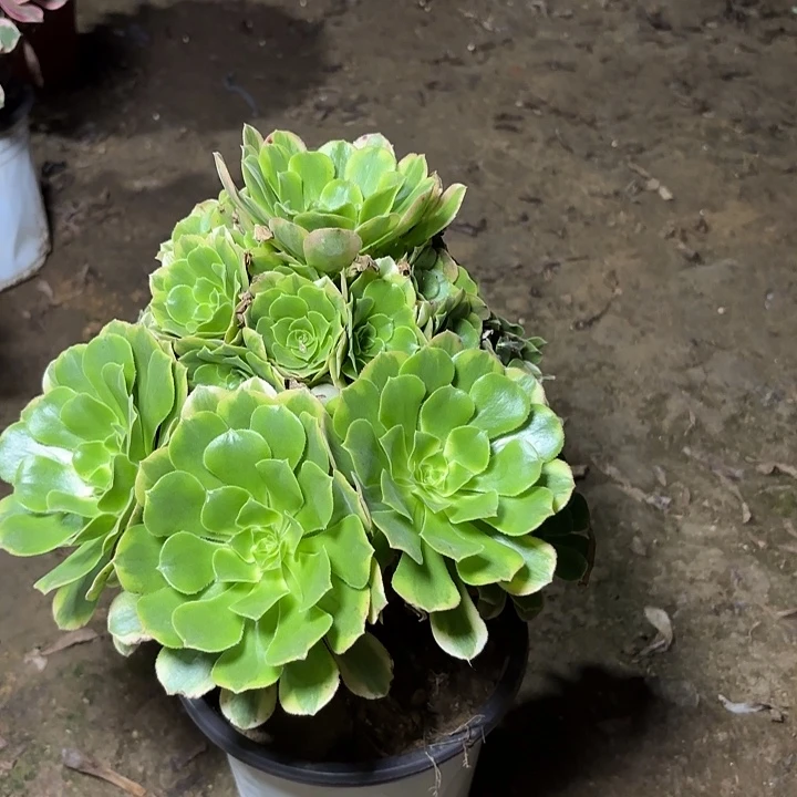 多肉植物辛尼亚23