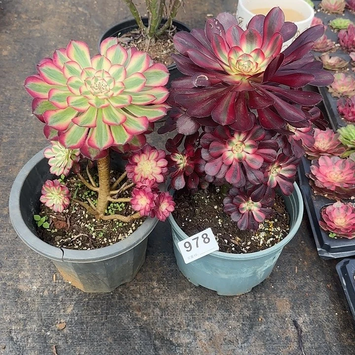 两颗多肉植物0978
