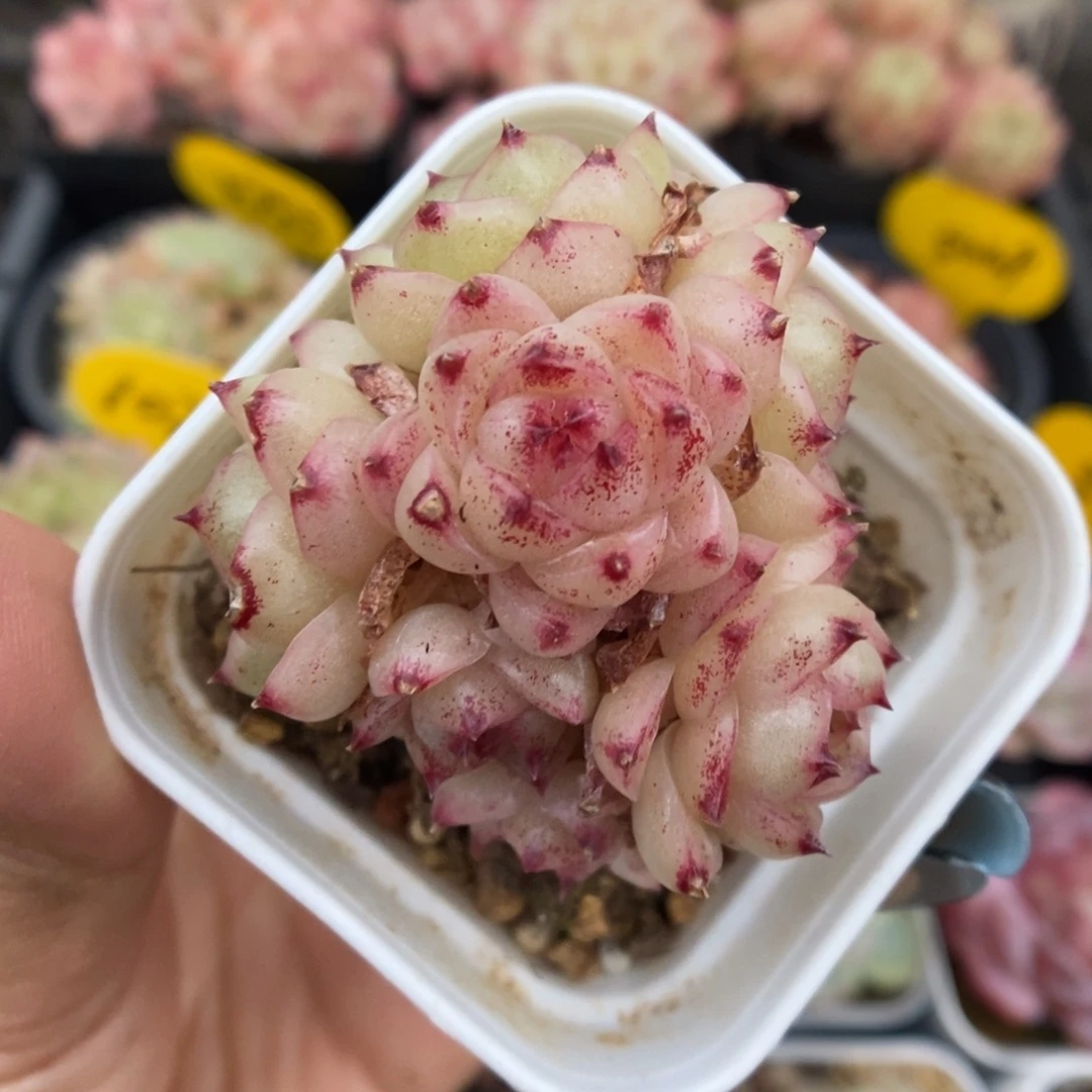 油透麦秆群生可拍549号