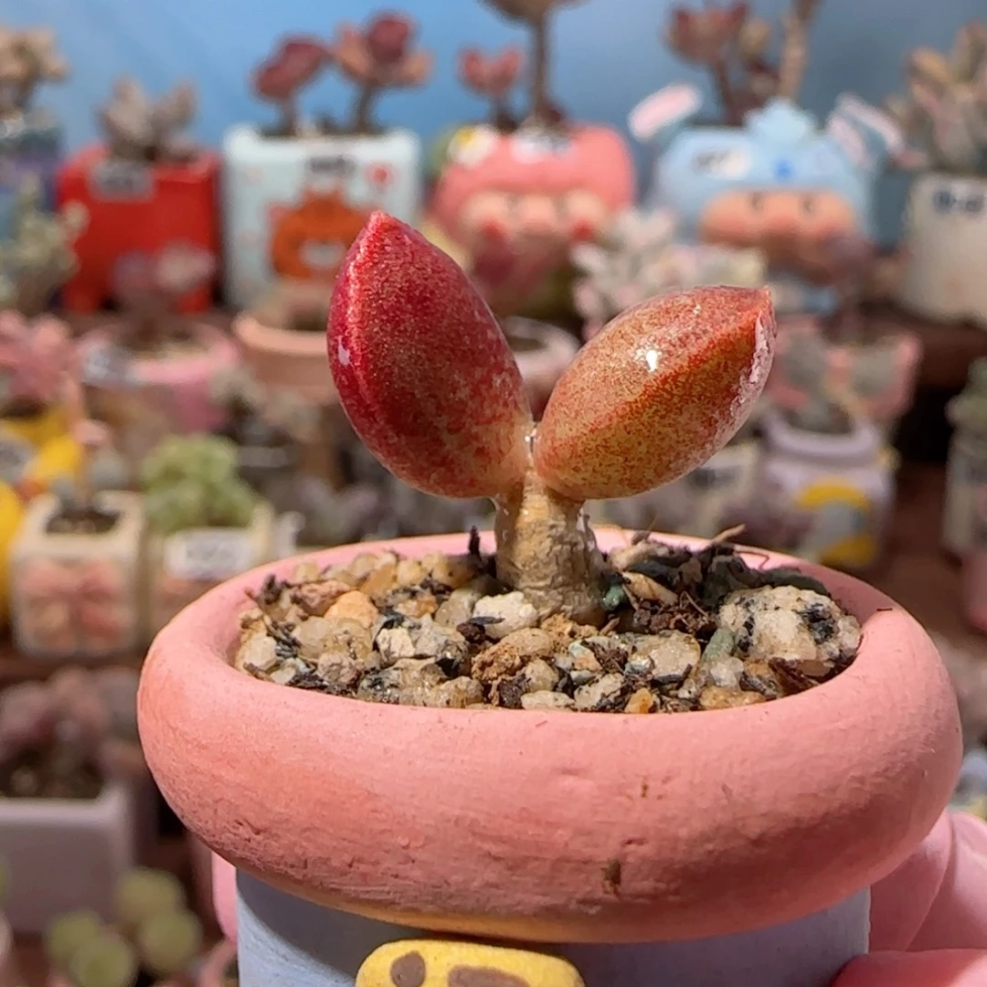 厚叶红舒提 盆口2.5cm