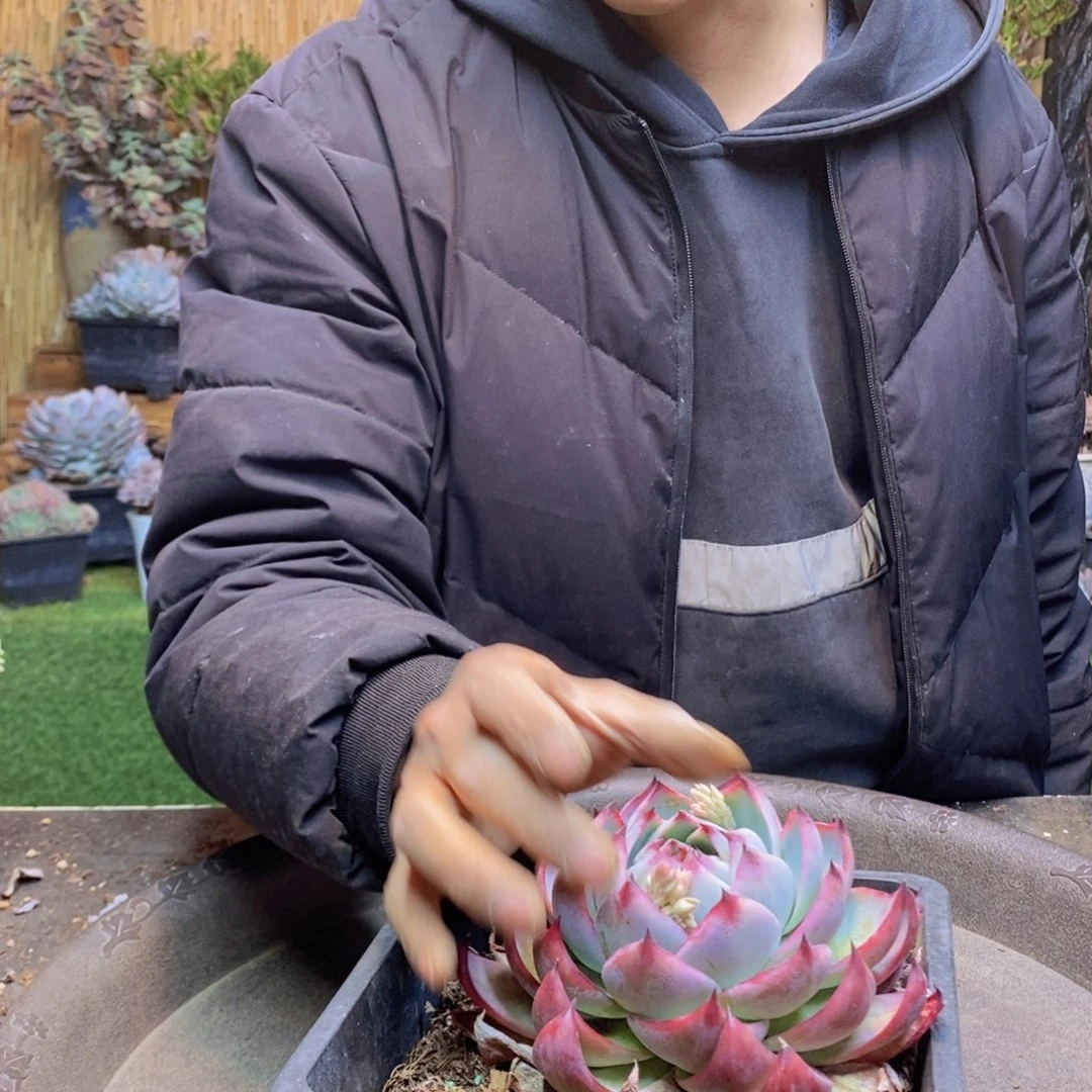 乾***、54 号惊鸿仙子