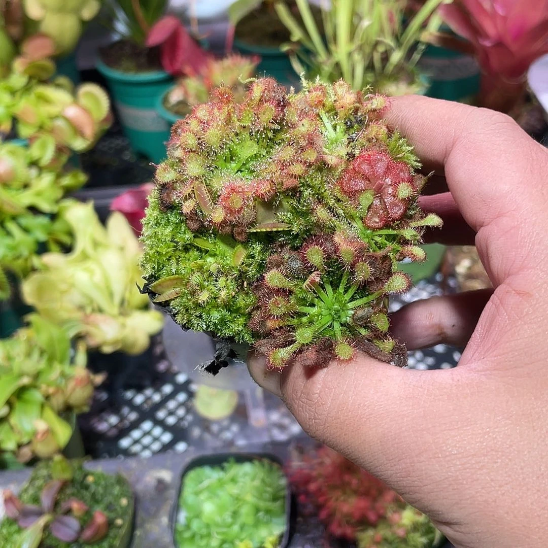 完全开放混合食虫植物