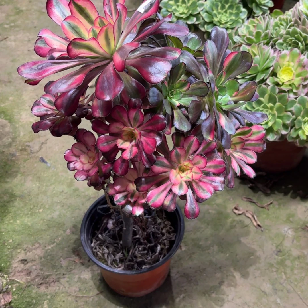 711花蝴蝶多肉植物法师