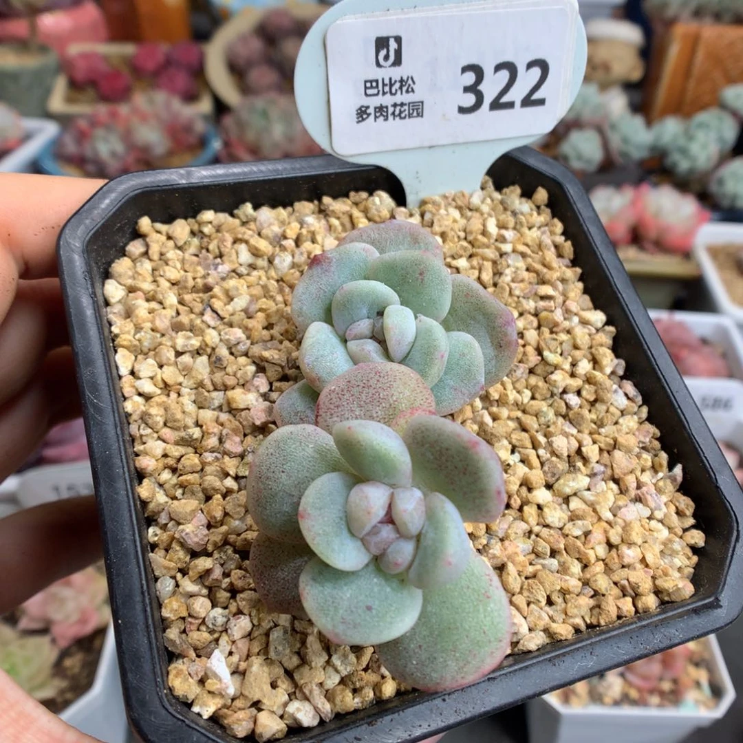 322冰玉石化多肉植物潜力股