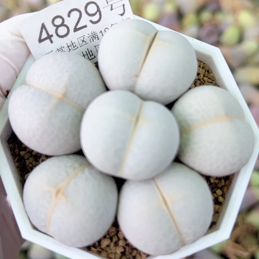 4829 好养易活生石花大母本