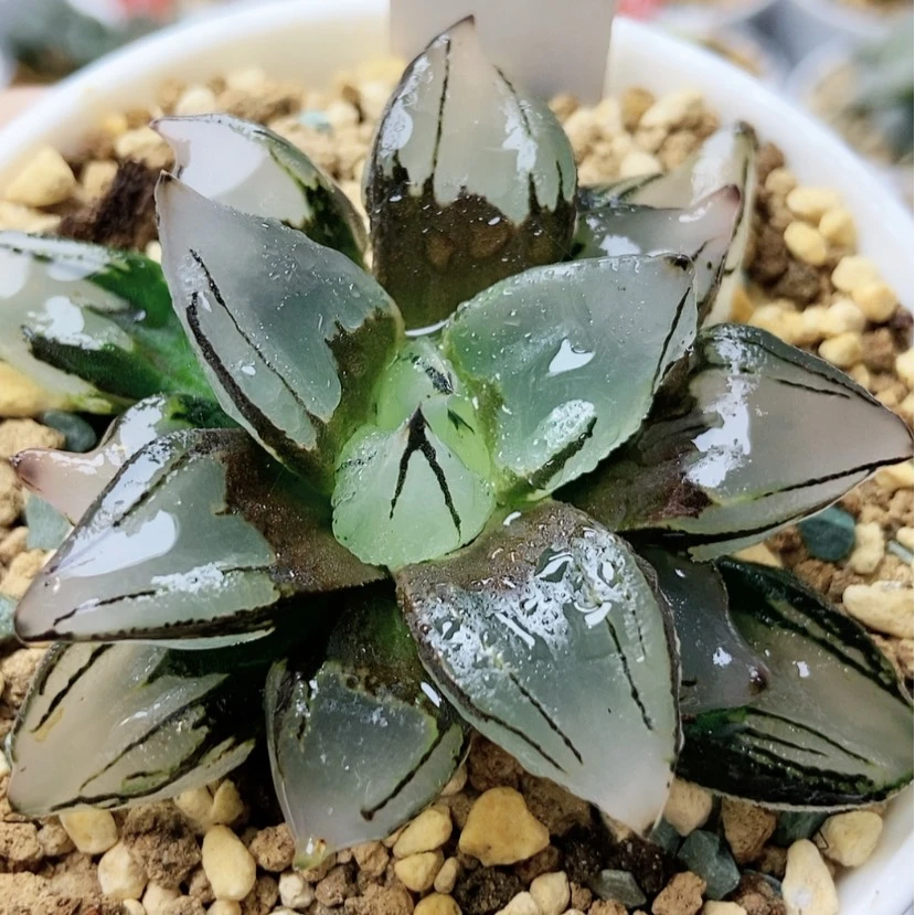 【闪购商品】群*杨贵妃90