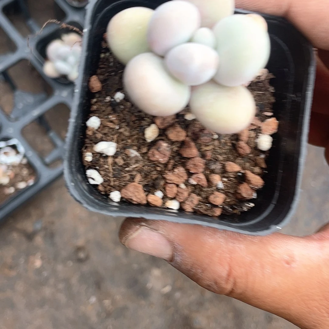 蛋黄奶酪带盆发货