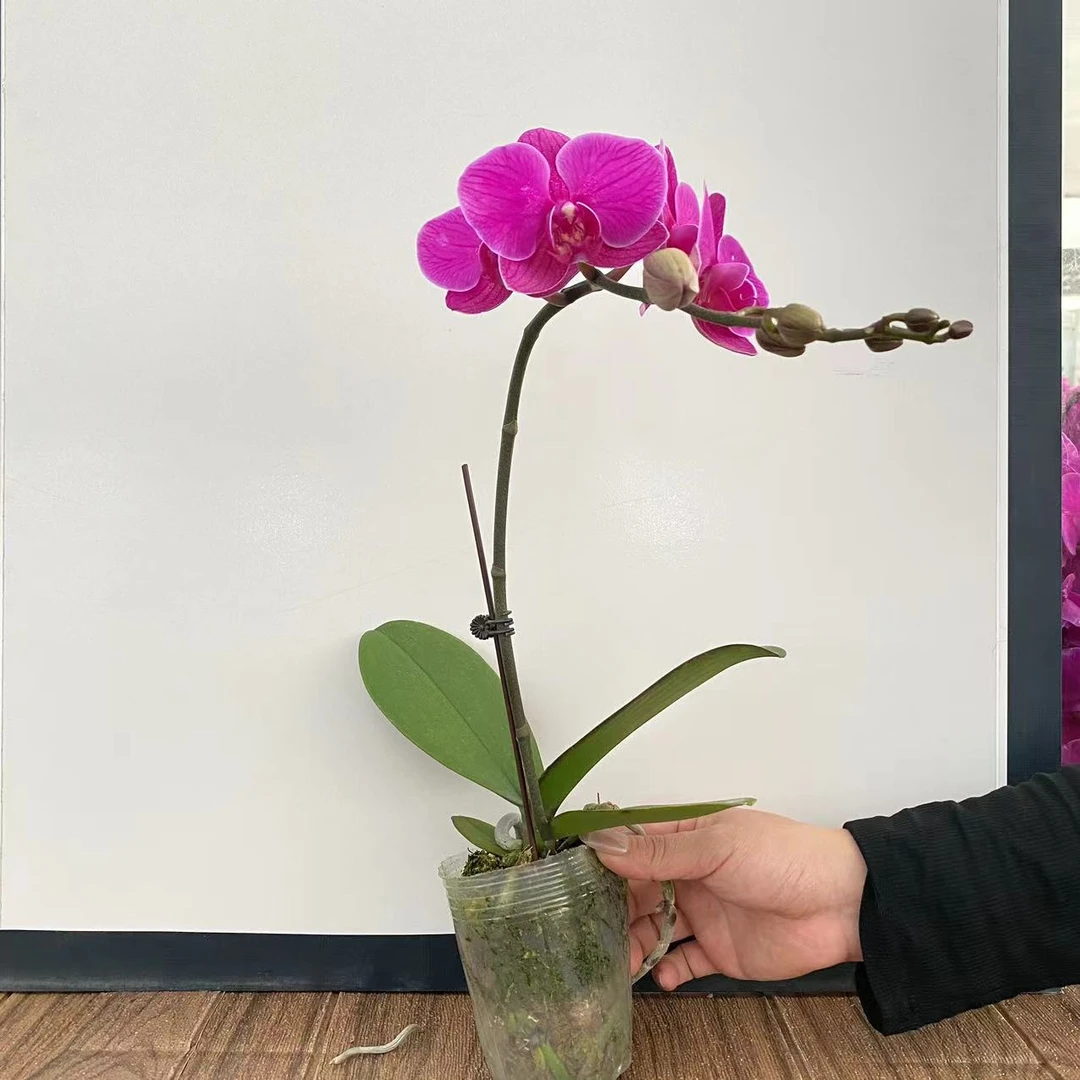 福星  精品蝴蝶兰 室内精品观赏  真花