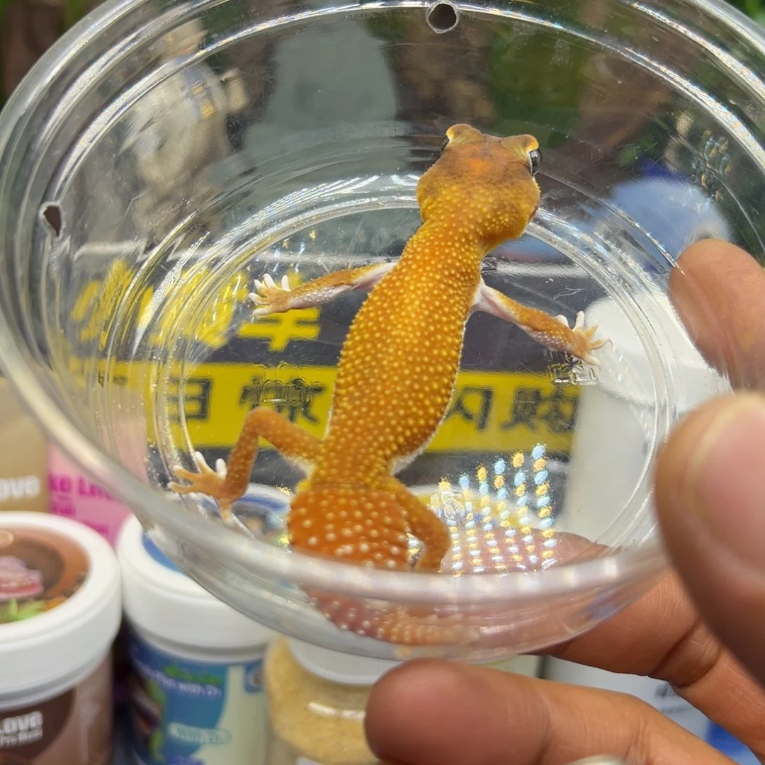 瘤尾守宫无纹弟弟成体